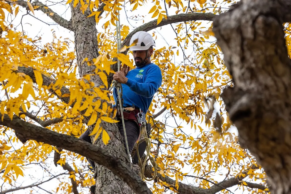 Skilled Tree Planting crew working in Rockport